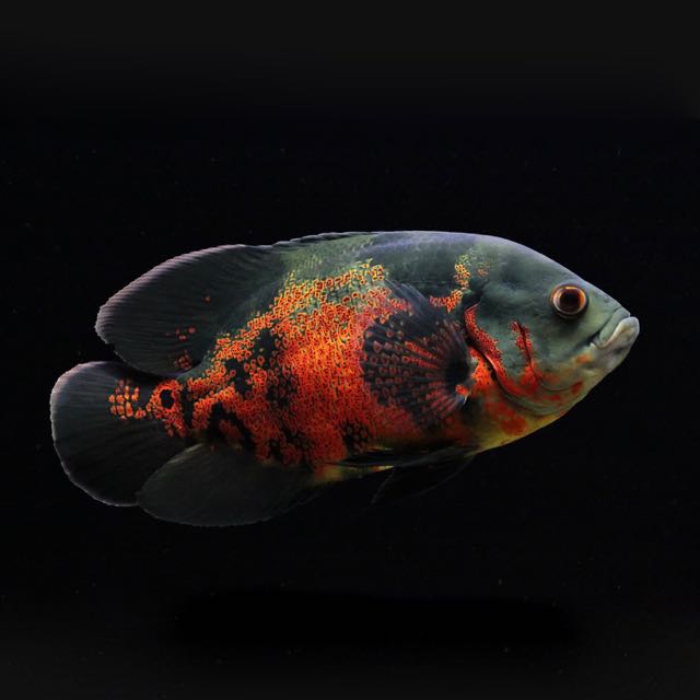 Astronotus ocellatus    Pauwoog 8-10 cm